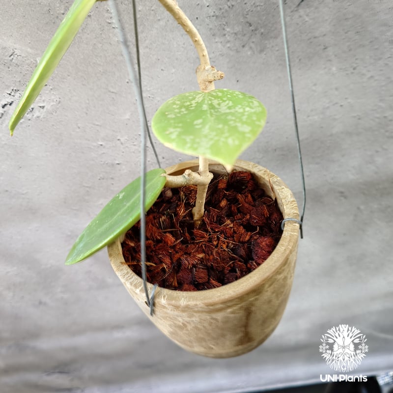 Hoya Parasitica Heart Leaves Splash ホヤ パラシティカ ハ