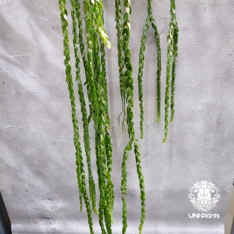 Huperzia spp. フペルジア  Phlegmariurus (フレグマリウルス) 観葉植物 珍奇植物 植物 着生植物 インテリア植物 珍しい シダ植物