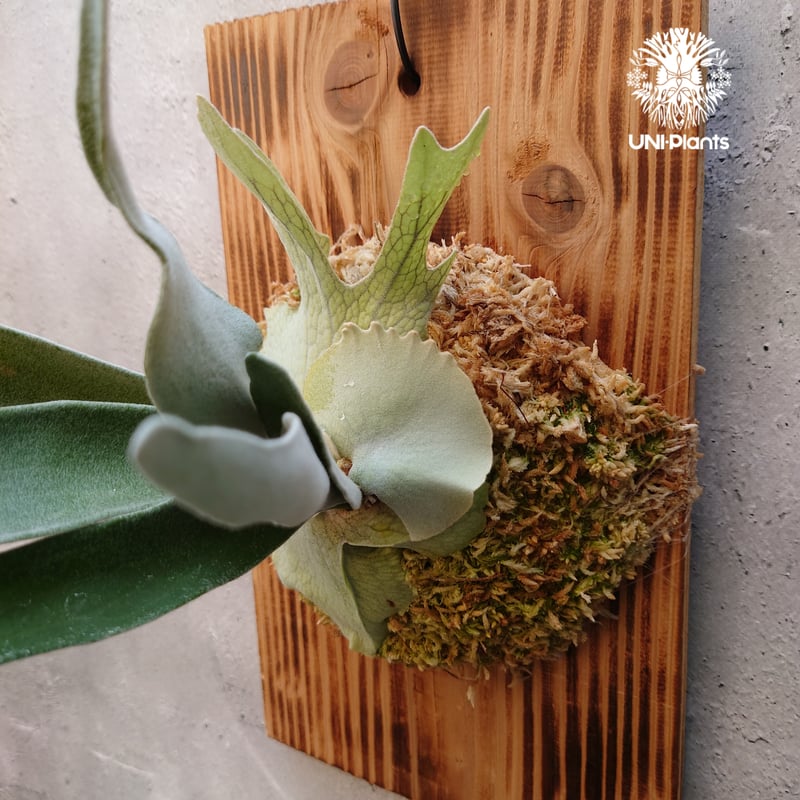 ビカクシダ ベイチー Patycerium veitchii コウモリラン ビカクシダ