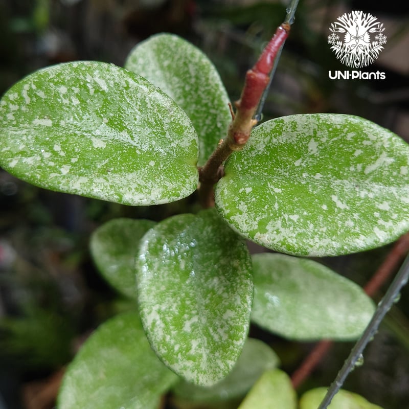 Hoya Carnosa Nova Ghost ホヤ カルノーサ ノバ ゴースト ホヤ 希少