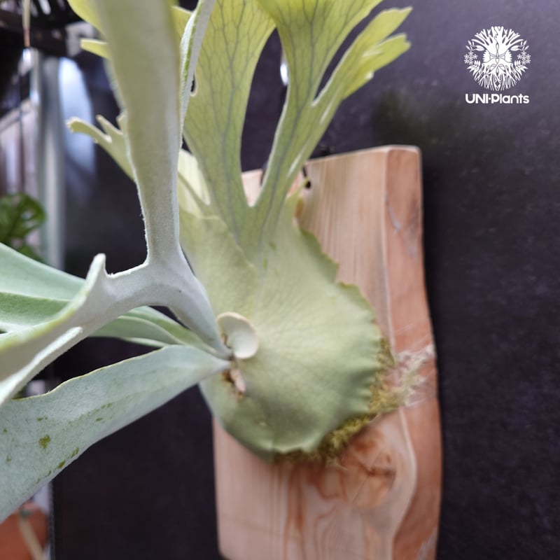 Platycerium pewchan compact ビカクシダ ピューチャン