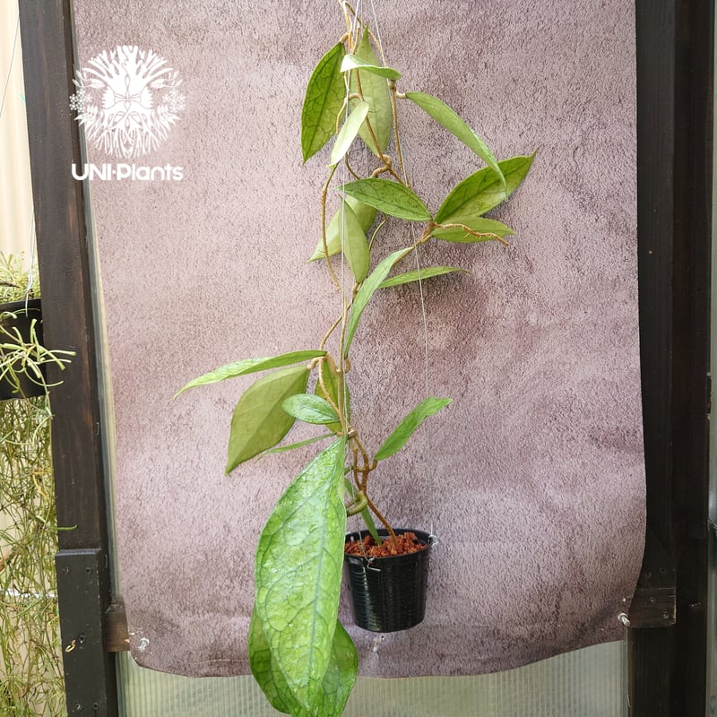 Hoya Germany ホヤ ジャーマニ 希少 ホヤ植物 ホヤの花 観葉植物