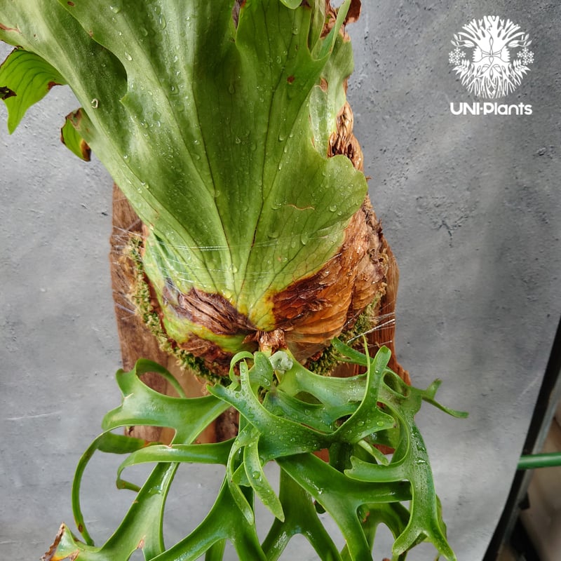 Platycerium coronarium phils dwarf ビカクシダ コロナリウム