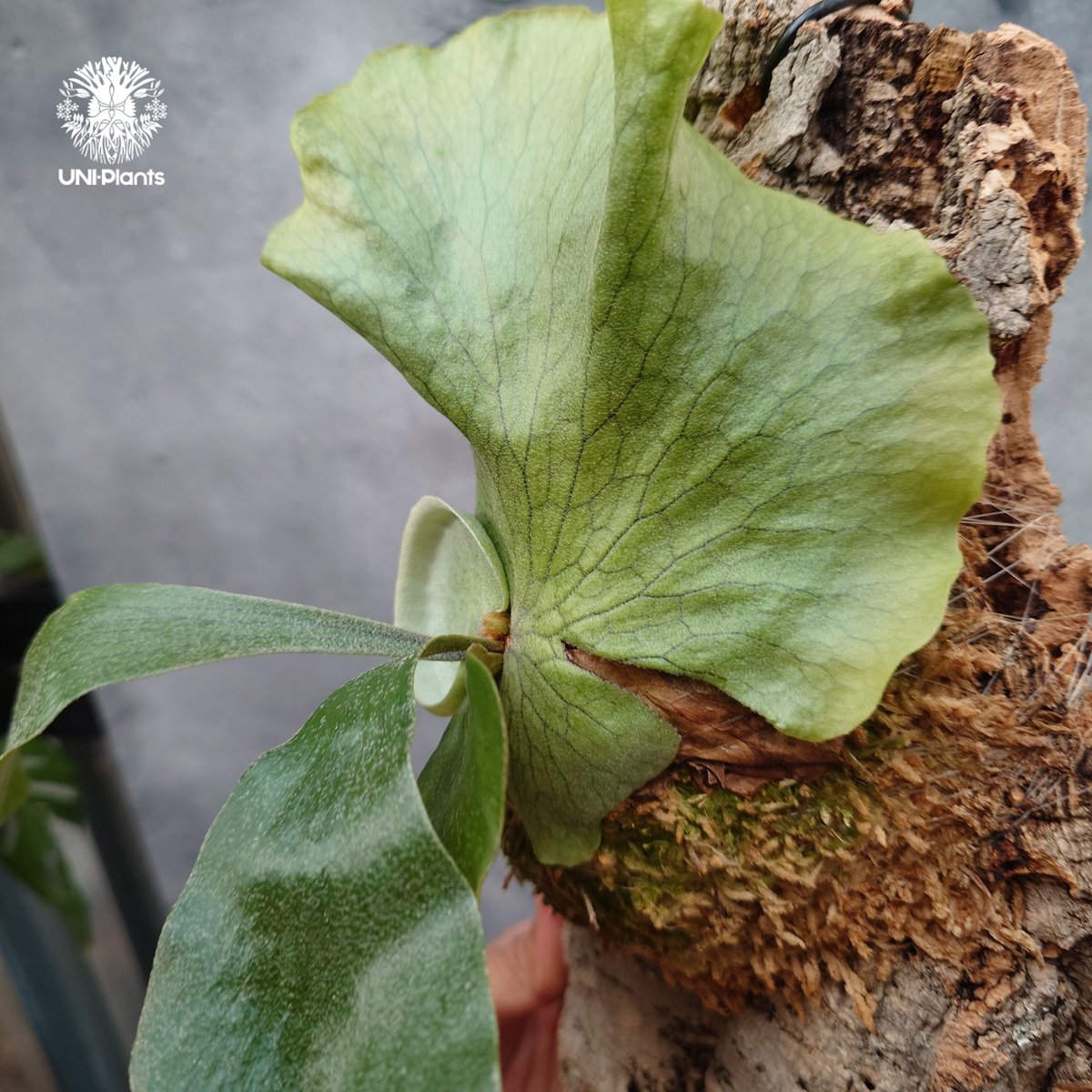 Platycerium wandae × veitchii ビカクシダ ワンダエ×ベイチー コ