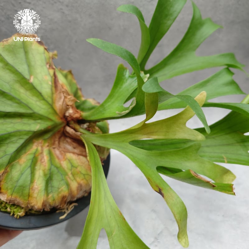 Platycerium kitshakood 