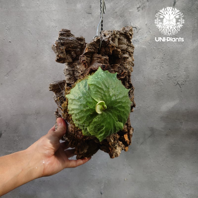 Platycerium Dawboy ビカクシダ ダウボーイ コウモリラン ビカクシダ