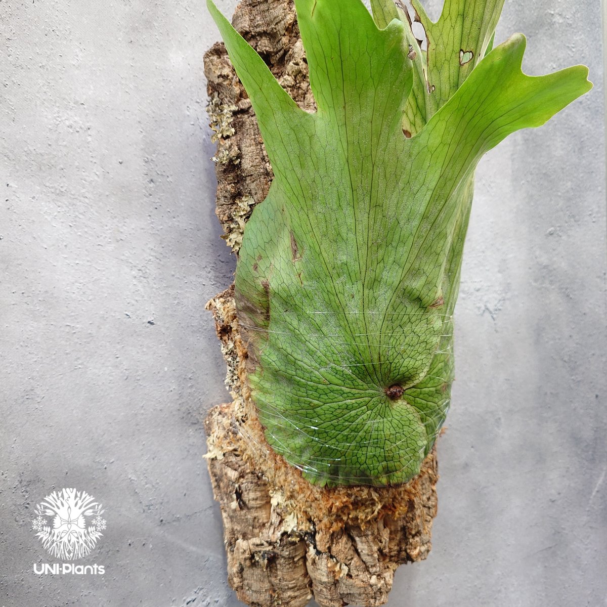 Platycerium wandae wild ビカクシダ ワンダエ ワイルド株 ビカクシダ