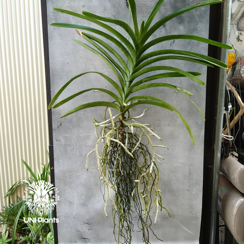 バンダ 洋蘭 Vanda orchid 大株 ラン 蘭 花が綺麗な洋ラン | UNI-Pla...