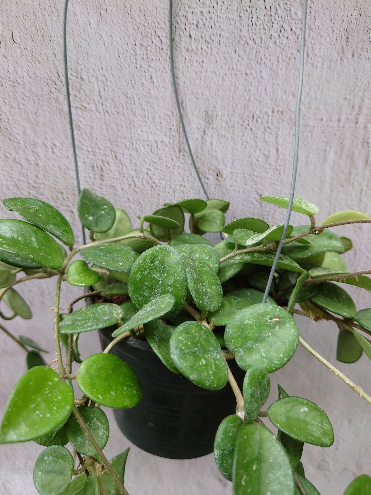 7 ホヤ　マチルダ　中斑入り　桜蘭　レア品種 7 ホヤ マチルダ 中斑入り 桜蘭 レア品種