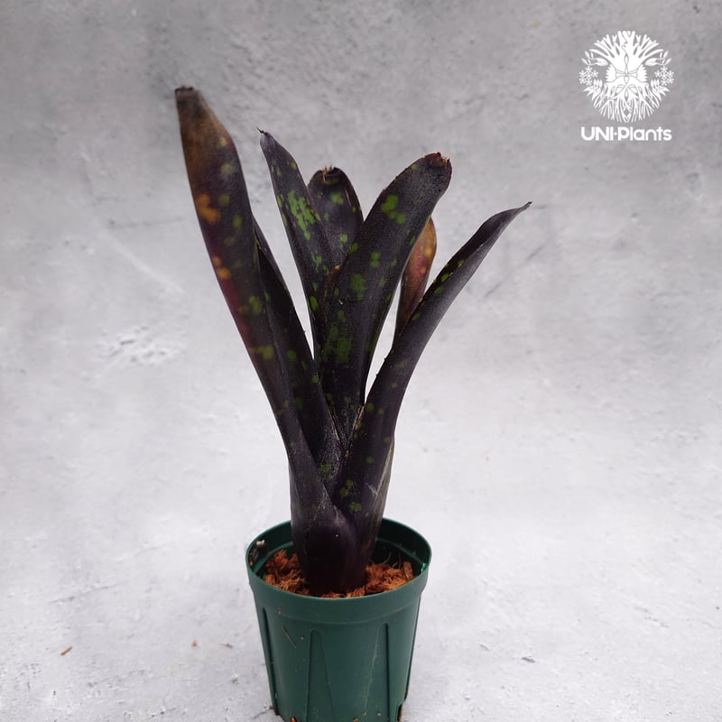 Neoregelia Nosferatu ネオレゲリア ノスフェラトゥ Neoregelia