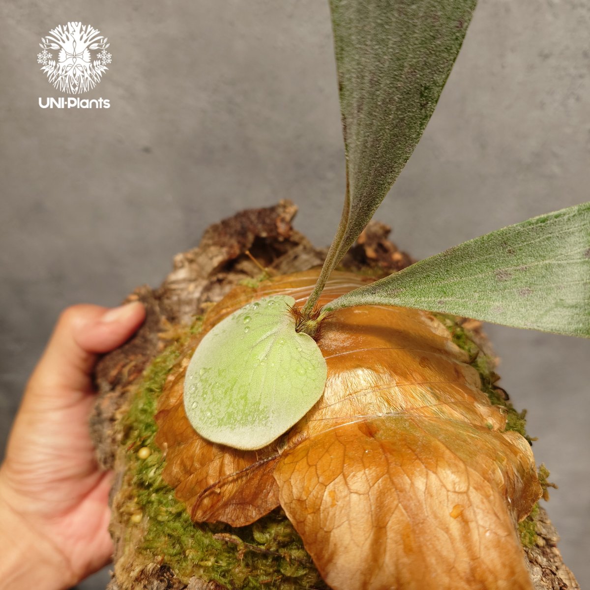 ビカクシダ PLovers Platycerium diversifolium X elephantotis ビカクシダ