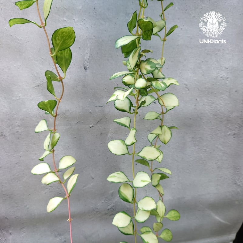 ホヤ ヘウスケリアナ バリエガータ Hoya Heuschkeliana variegata