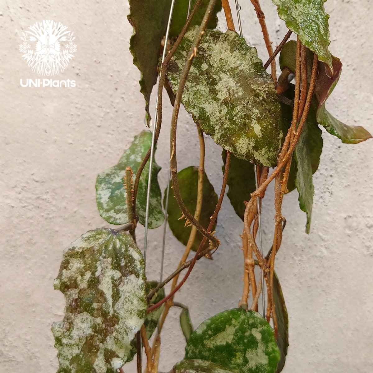 ホヤ　カウダータ Hoya Caudata gold ホヤ カウダータ ゴールド ホヤ植物 珍奇 珍しい