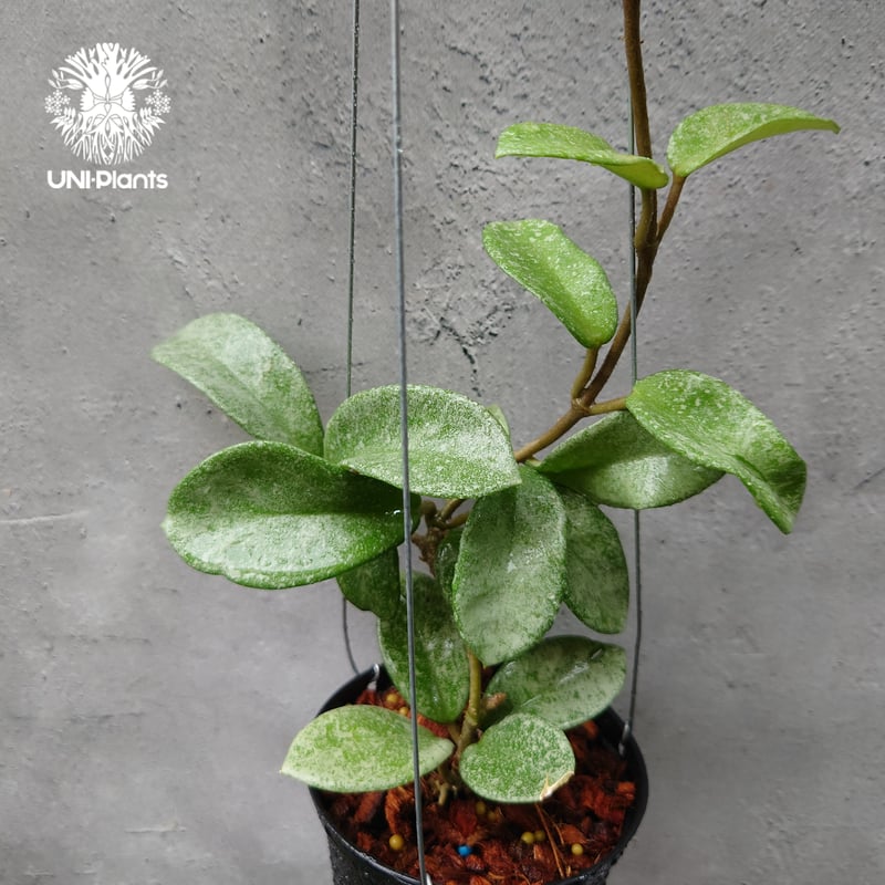 ホヤ　ノバゴースト　抜き苗　第４種発送 ホヤ ノバゴースト 第4種発送 - メルカリ