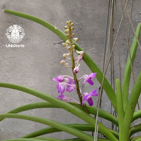 Rynchodenia Magic Wand リンコデニア マジック ワンド 着生蘭 ラン 蘭 花が綺麗な洋ラン