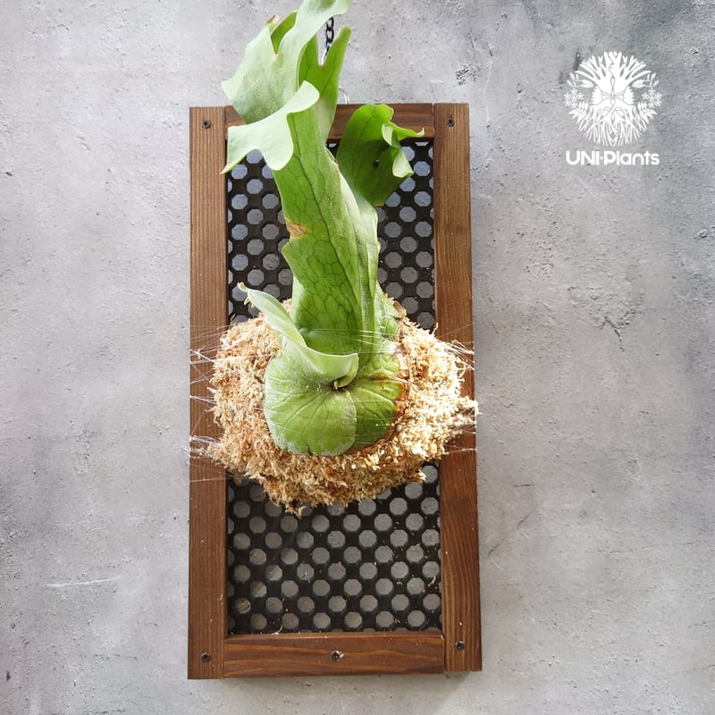 ビカクシダ グランデ Platycerium grande コウモリラン ビカクシダ原種