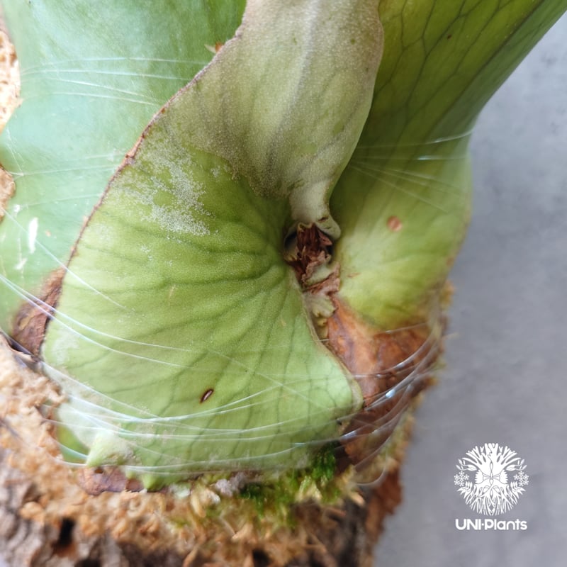 ビカクシダ ホルタミー Platycerium holttumii ビカクシダ原種 Plat