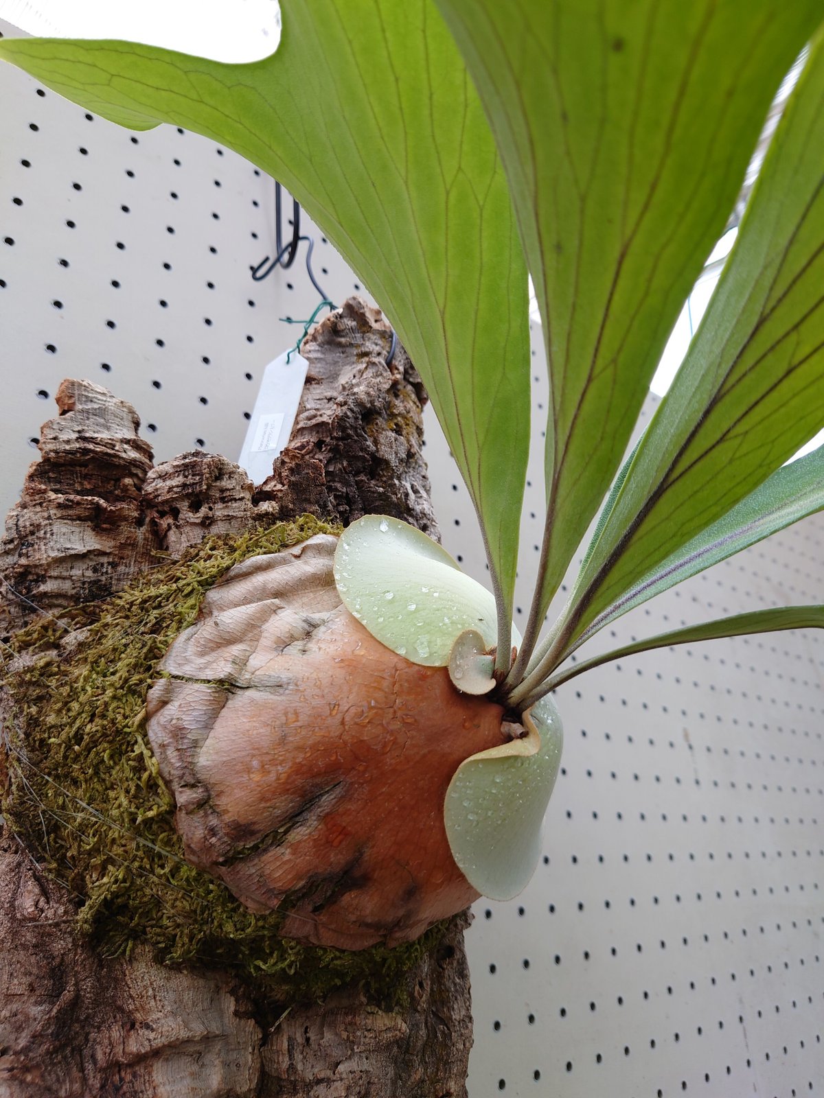 hillii kylin 株分け ビカクシダ コウモリラン hillii kylin 株分け