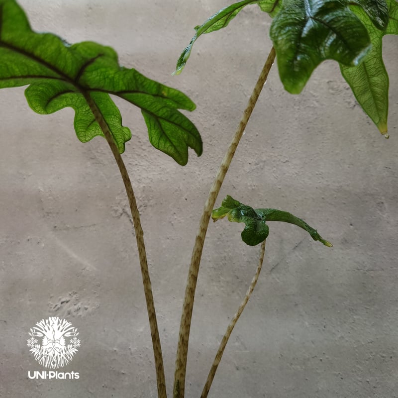 Alocasia jacklyn アロカシア ジャクリン アロカシアジャックリン 観葉