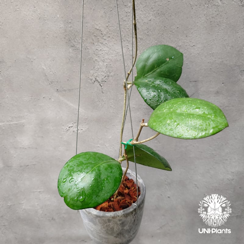 ホヤ cv.ナタリー Hoya cv. Nathalie ホヤ植物 希少なホヤ植物