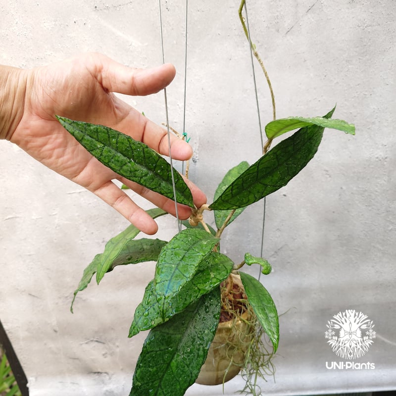 Hoya finlaysonii long leaves ホヤ フィンレイソニー ロング