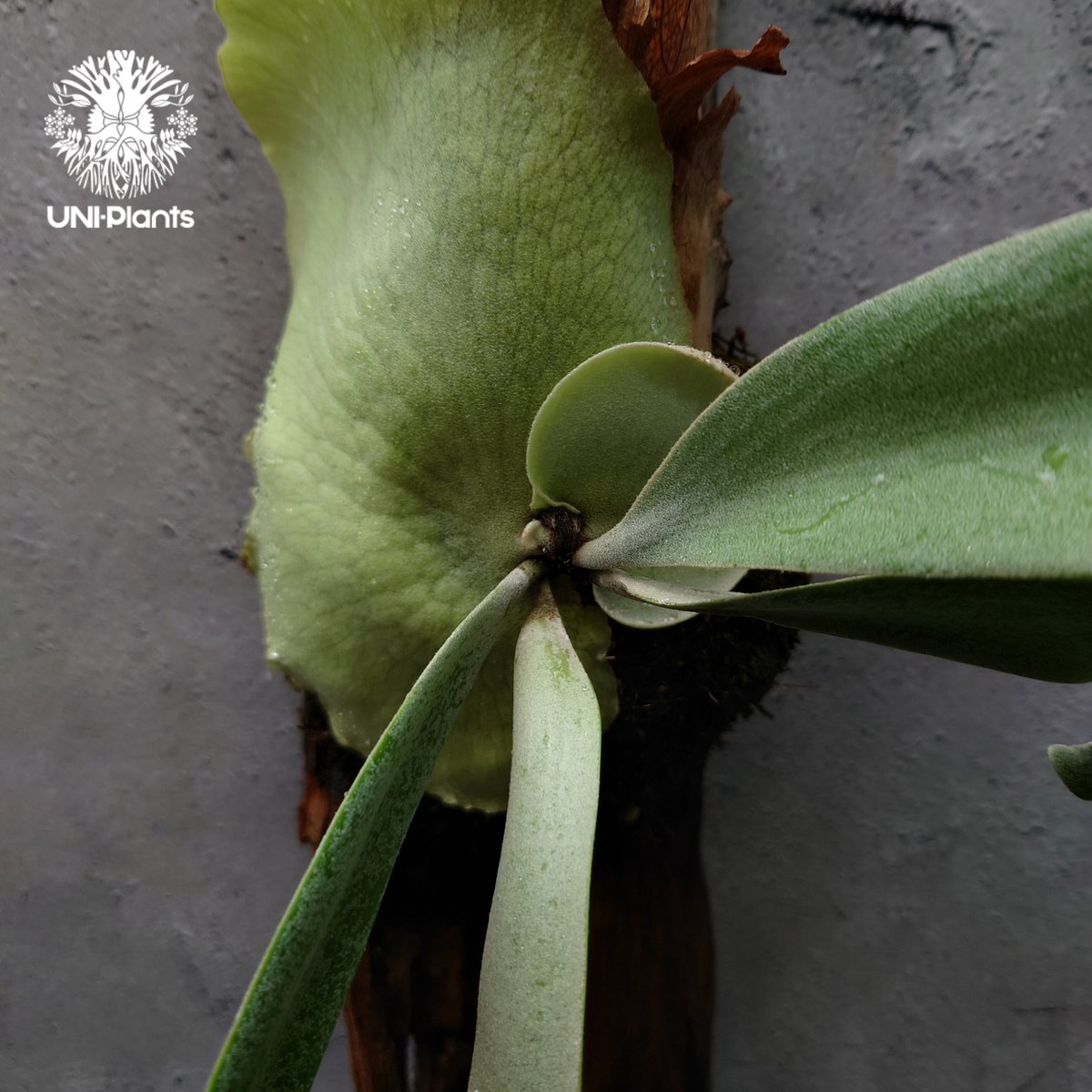 Platycerium willinckii cv. Jessica (pup)ビカクシダ
