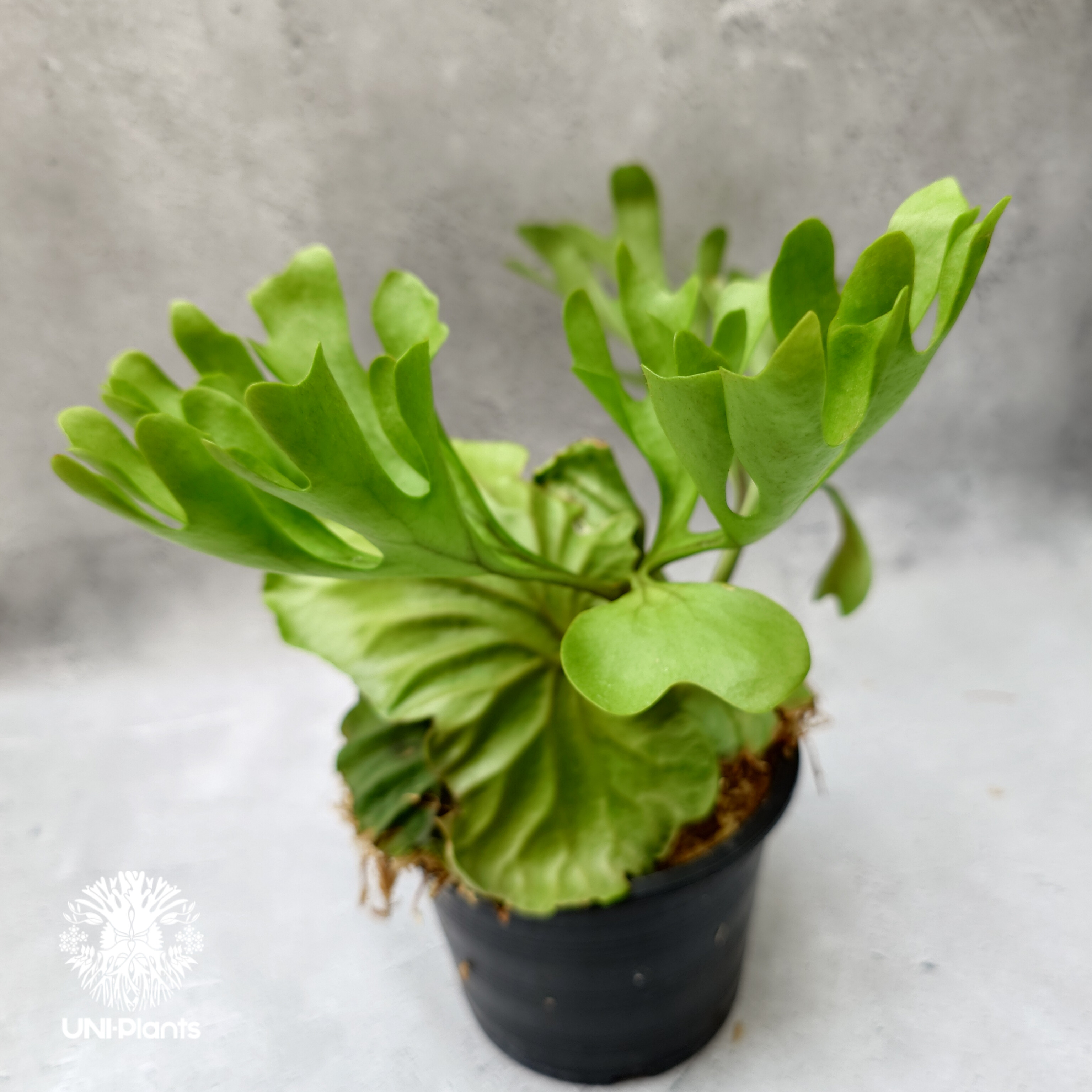 ビカクシダ リドレイ Platycerium Ridleyi コウモリラン ビカクシダ