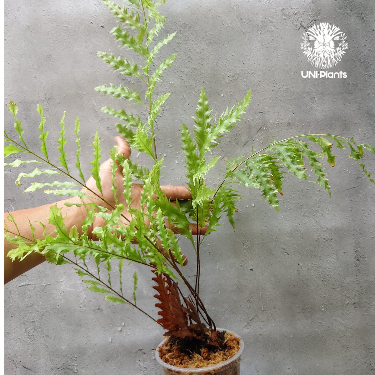 再入荷! Drynaria rigidula `whitei ドリナリア·リギデュラ'ホワイテ