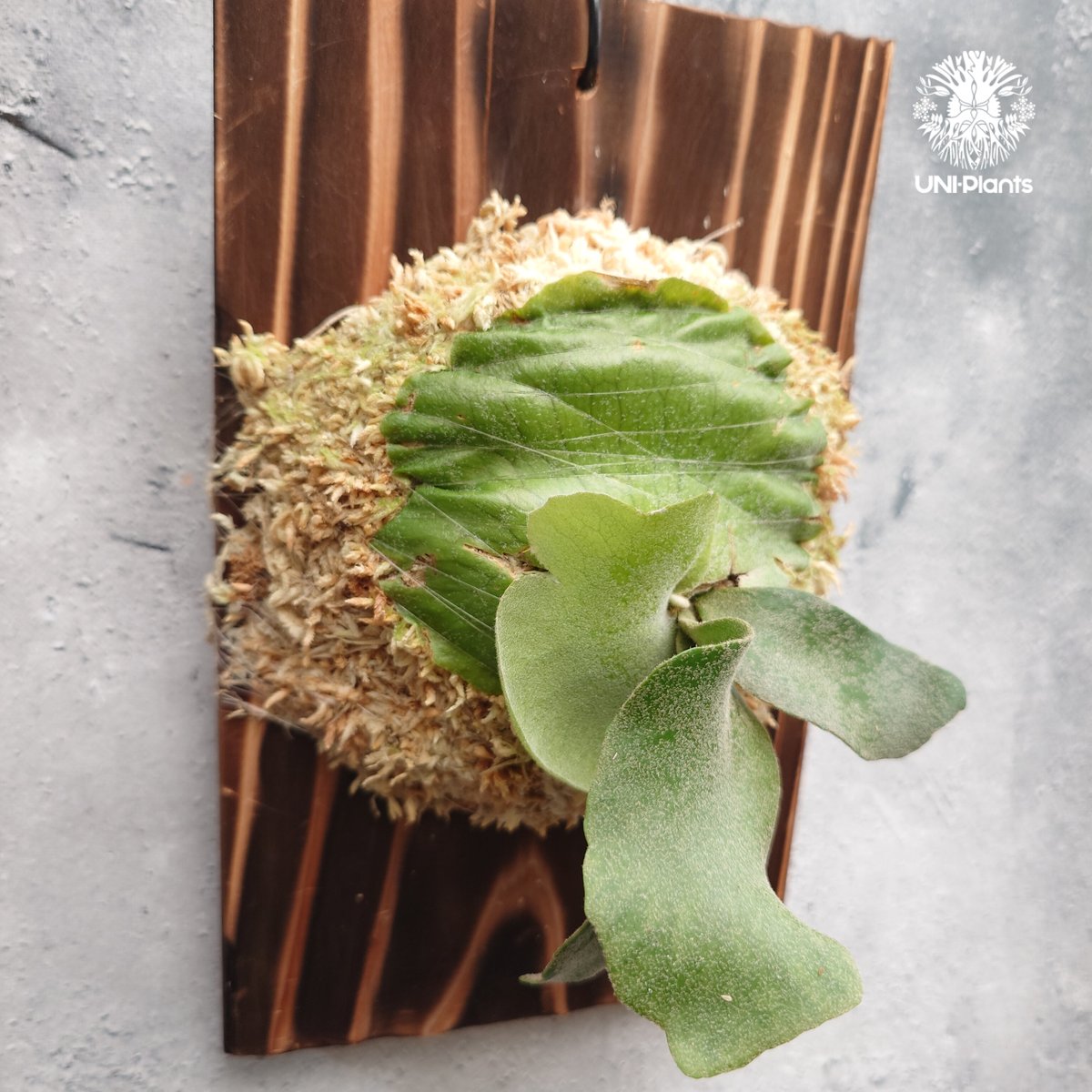 willinckii ウィリンキー asurada アスラダ Ｃ Platycerium willinckii wild cat(spore) ビカクシダ ウィ