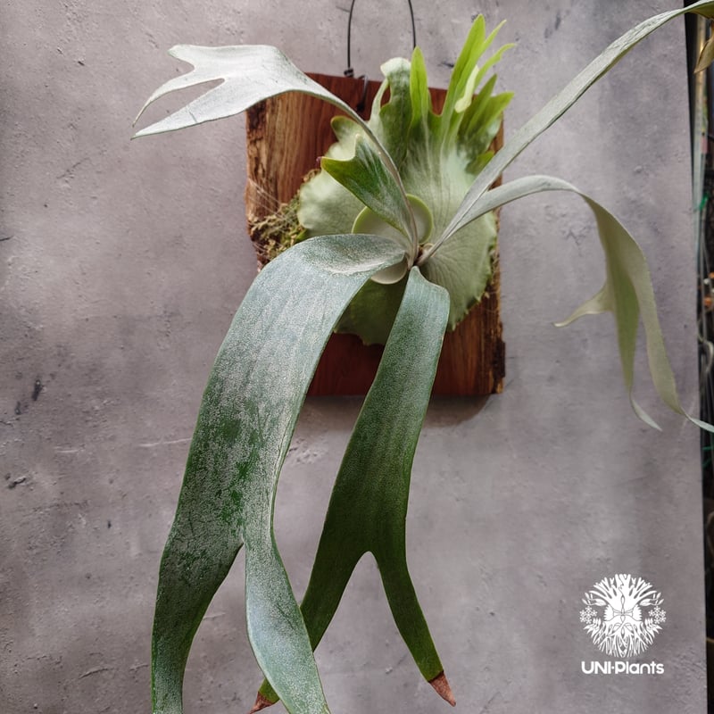 ビカクシダ 希少種　P.Pewchan(pup spore) ビカクシダ 希少種 P.Pewchan(pup spore) 【公式通販】