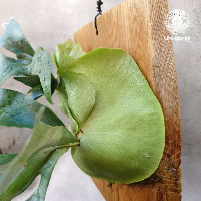 ビカクシダ ビフルカツム Platycerium bifurcatum ビカクシダ原種 シダ