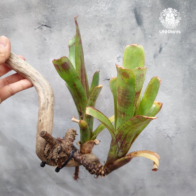 Aechmea hybrid (Green) エクメア ハイブリッド 流木付け