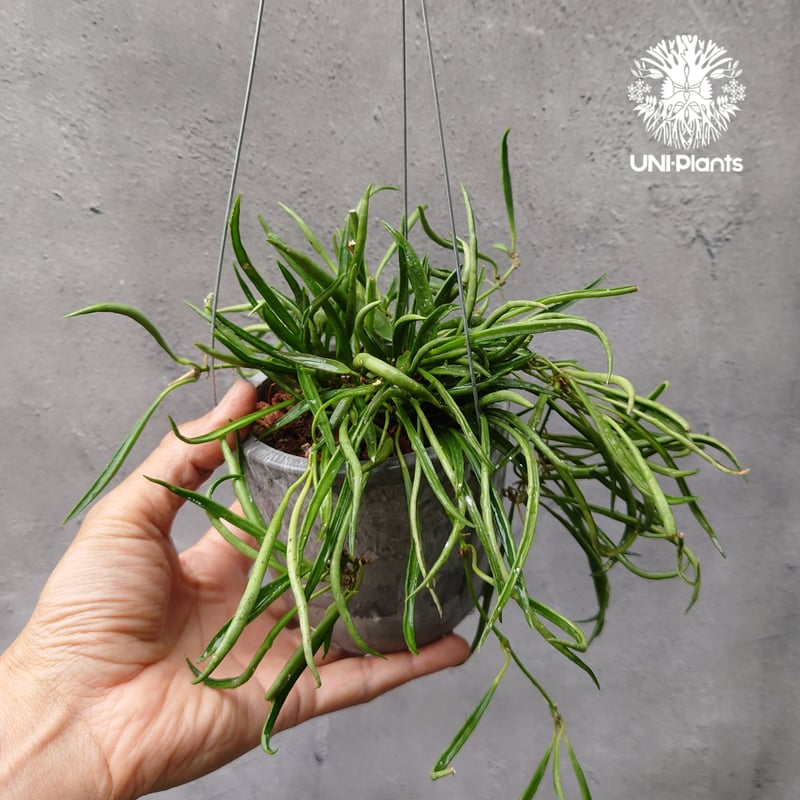 Hoya Acuculalis ホヤ アシキュラリス 希少 ホヤ植物 希少 ホヤ