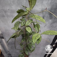 Hoya Crassipetiolata super splash ホヤ クラシペティオラータ スーパースプラッシュ ホヤ植物 ホヤの花 珍しい 希少 斑入り植物