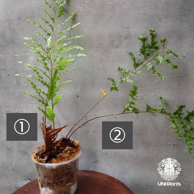 再入荷! Drynaria rigidula `whitei ドリナリア·リギデュラ