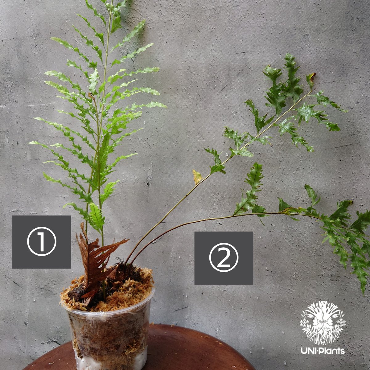 再入荷! Drynaria rigidula `whitei ドリナリア·リギデュラ 再入荷! Drynaria rigidula `whitei ドリナリア·リギデュラ