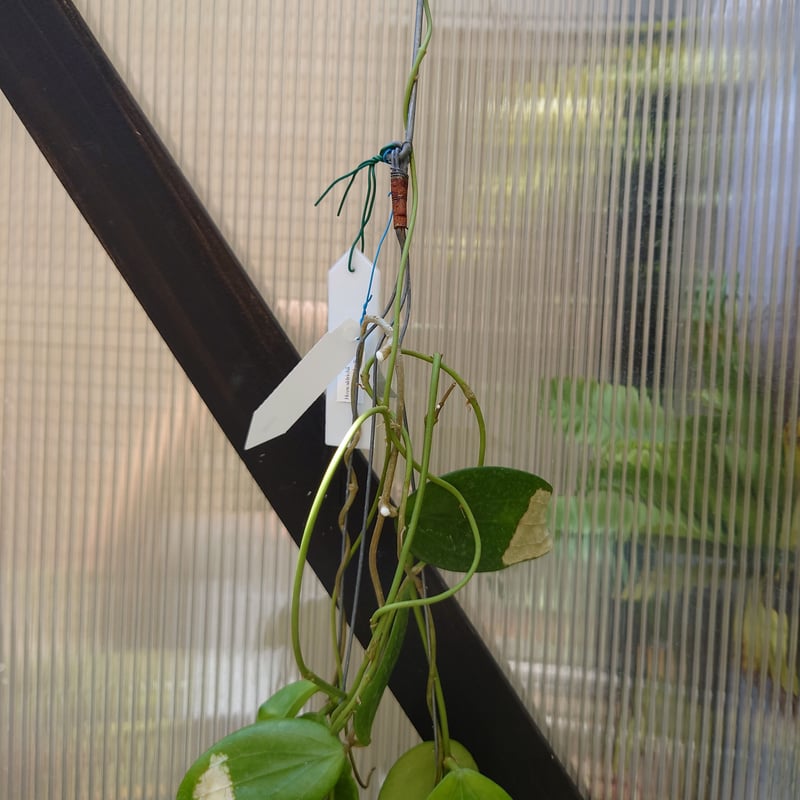 ホヤ アルドリッチ Hoya aldrichii ホヤ植物 サクララン 植物