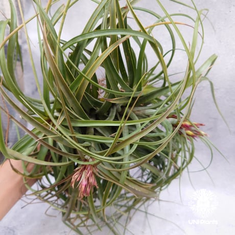 Tillandsia brachycaulos x concolor チランジア・ブラキカウロス×コンコロール Tillandsia  エアープランツ エアプランツ ティランジア