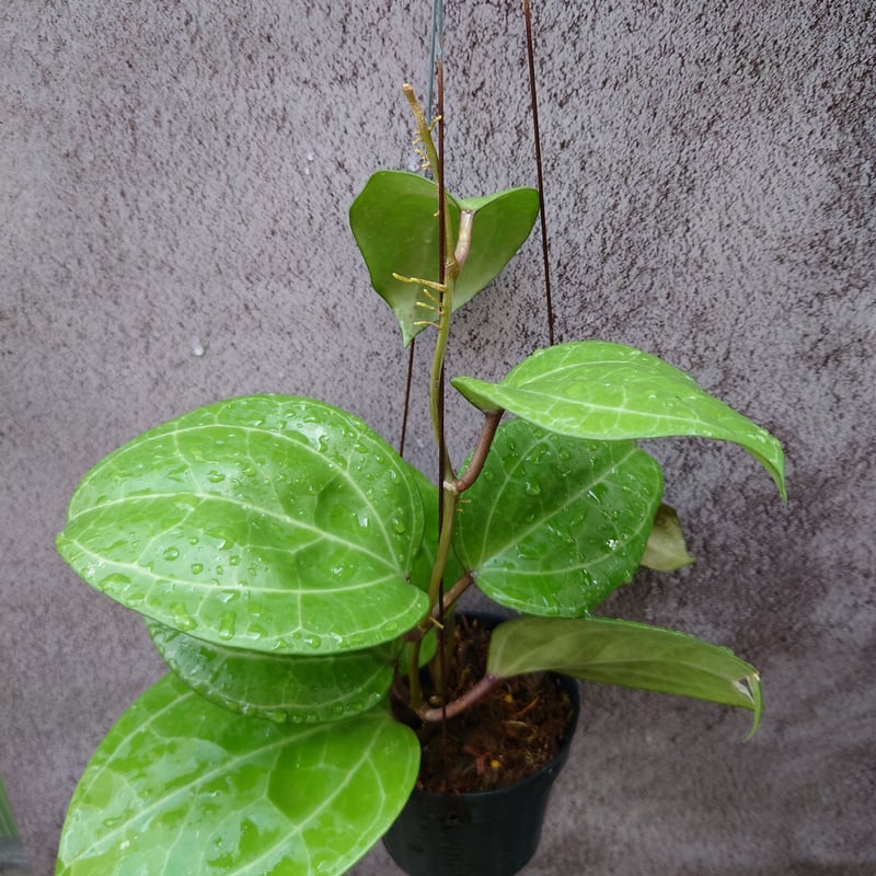 Hoya Sarawak 希少なホヤ植物 限定入荷 植物 珍奇植物 珍奇