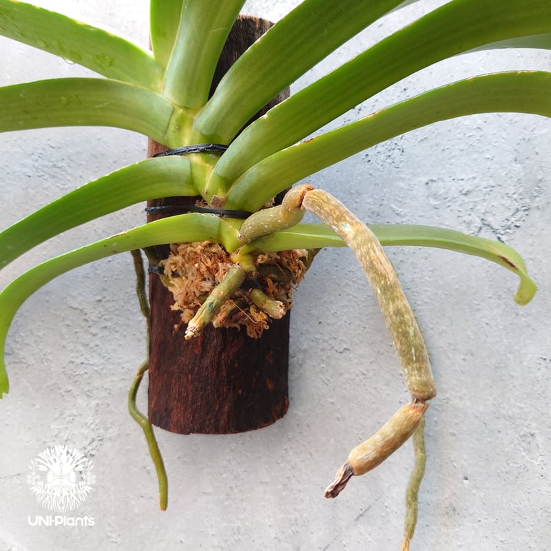 リンコスティリス Rhynchostylis hybrid Kom 着生植物 珍しい 着生蘭