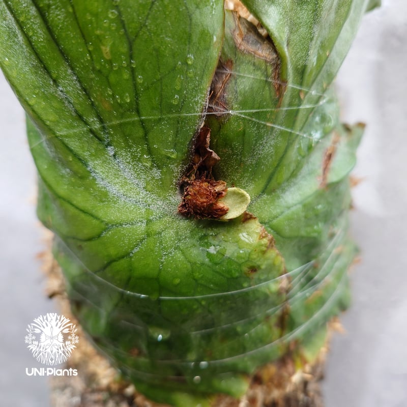 Platycerium grande ビカクシダ グランデ ビカクシダ原種 植物 シダ