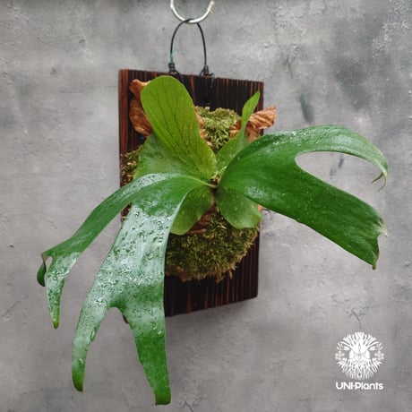 【すー品】ビカクシダアソート 79221fa440cf8aec51bcdb40a3e3b1