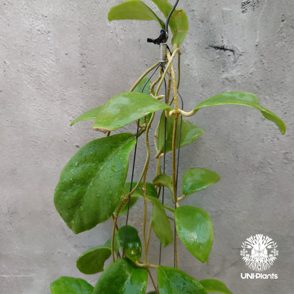 ホヤ　ミンドレンシス 希少! Hoya mindorensis UT 042 ホヤ ミンドレンシス 限定数入荷