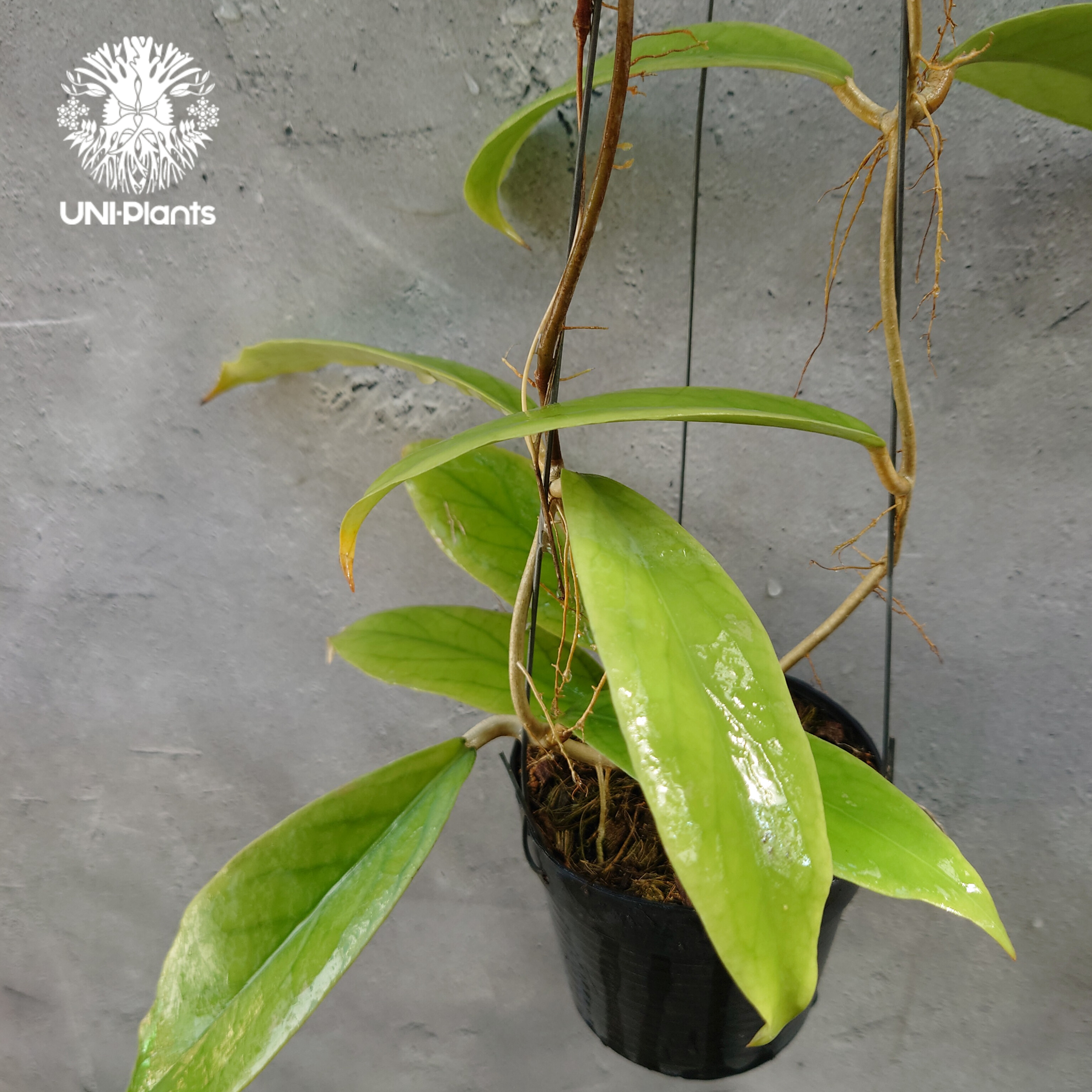 Hoya sp.Kast ホヤ sp. カスト ホヤ植物 ホヤの花 希少な植物 ツル性