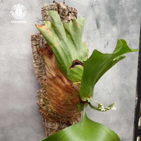 Platycerium coronarium Thin ビカクシダ コロナリウム シン ビカクシダ Platycerium シダ植物 ビカクシダコルク着生 着生植物