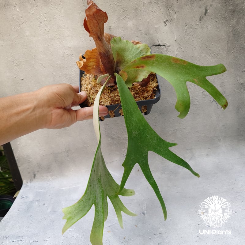 Platycerium willinckii Unknown #2 ビカクシダ ウィリンキー