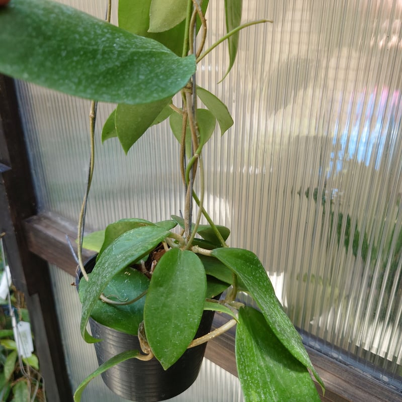 レア　珍種　ホヤ　パキクラダ内斑入り　サクララン 週末セール レア 珍種 ホヤ パキクラダ内斑入り サクララン