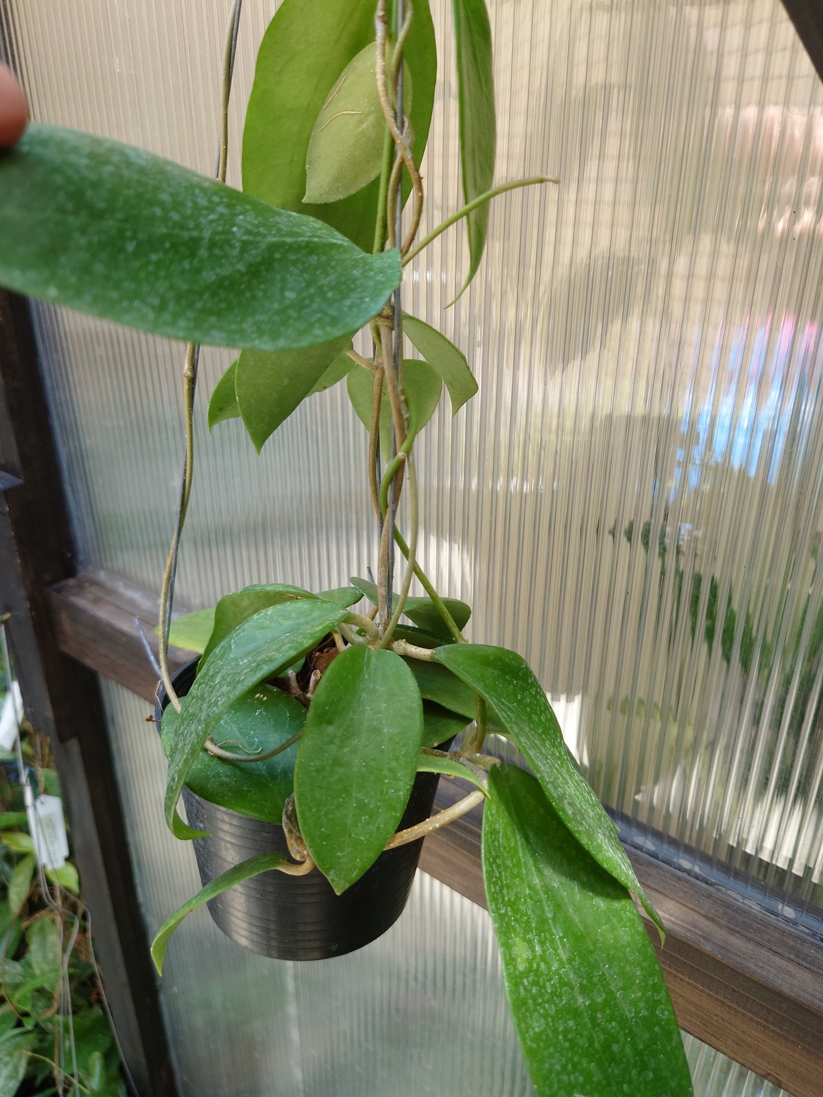 セール　レア　珍種　ホヤ　Hoya chloroleucha サクララン レア 珍種 ホヤ Hoya chloroleucha サクララン