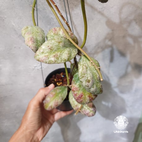 【タイ直輸入・希少】Hoya Waymaniae cloudy sky｜ホヤ ウェイマニアエ クラウディスカイ｜希少種｜ホヤ植物｜つる性植物