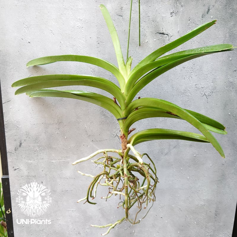バンダ 洋蘭 Vanda orchid 大株 ラン 蘭 花が綺麗な洋ラン | UNI バンダ 洋蘭 Vanda orchid 大株 ラン 蘭 花が綺麗な洋ラン | UNI